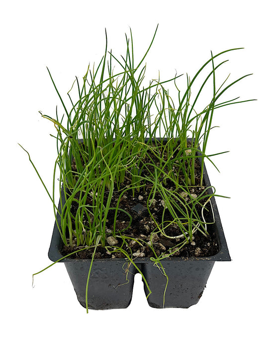 Onion 'Yellow Sweet Spanish'