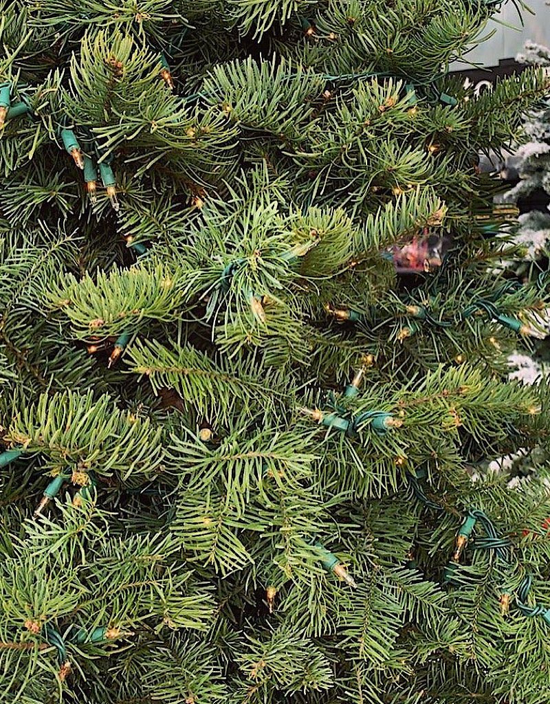 Natural Christmas Tree - Christmas Trees