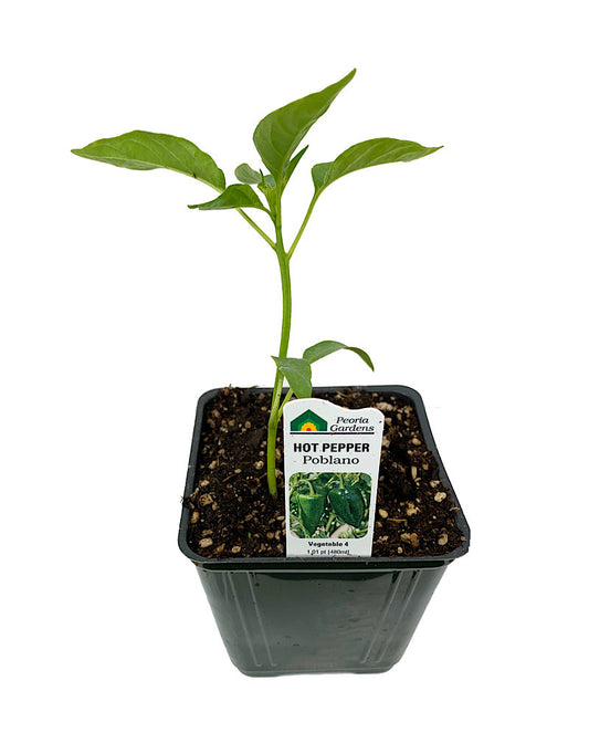Pepper 'Poblano'