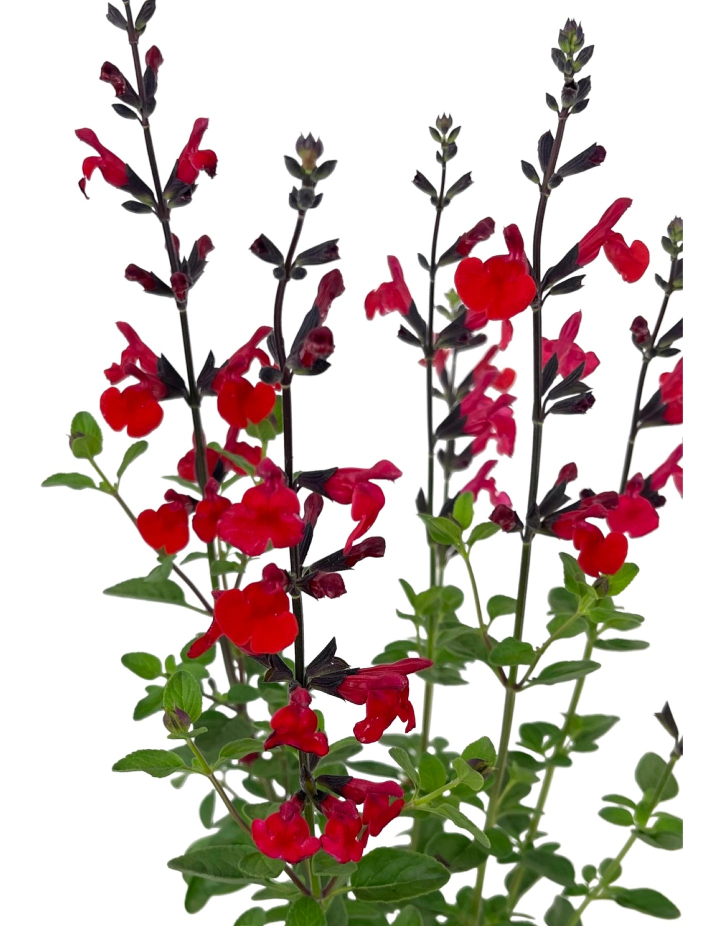 Salvia greggii 'Royal Bumble'