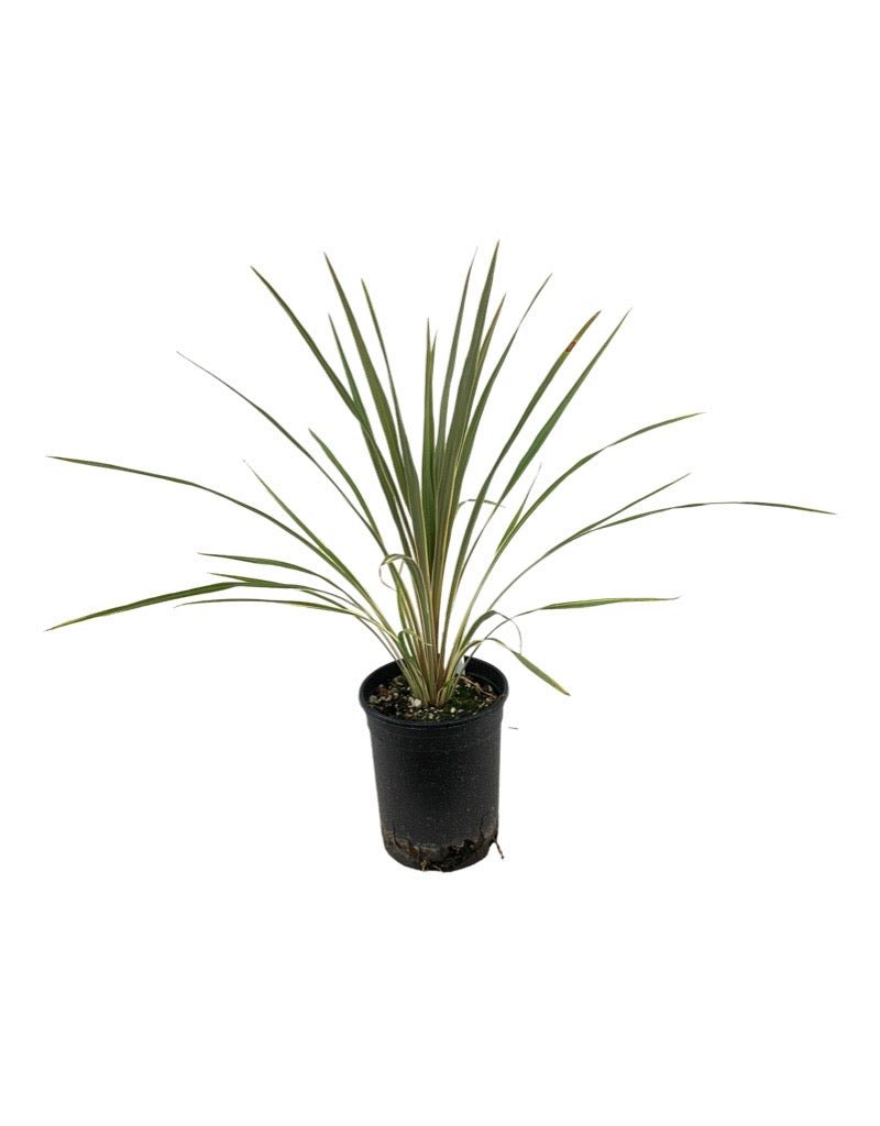 Cordyline australis 'Torbay Dazzler' - Perennials