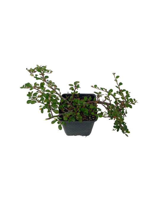 Cotoneaster dammeri 'Strieb's Findling' 4 Inch - The Garden Corner