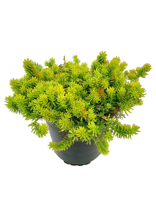 Sedum 'Sunsplash' - 1 gal - The Garden Corner