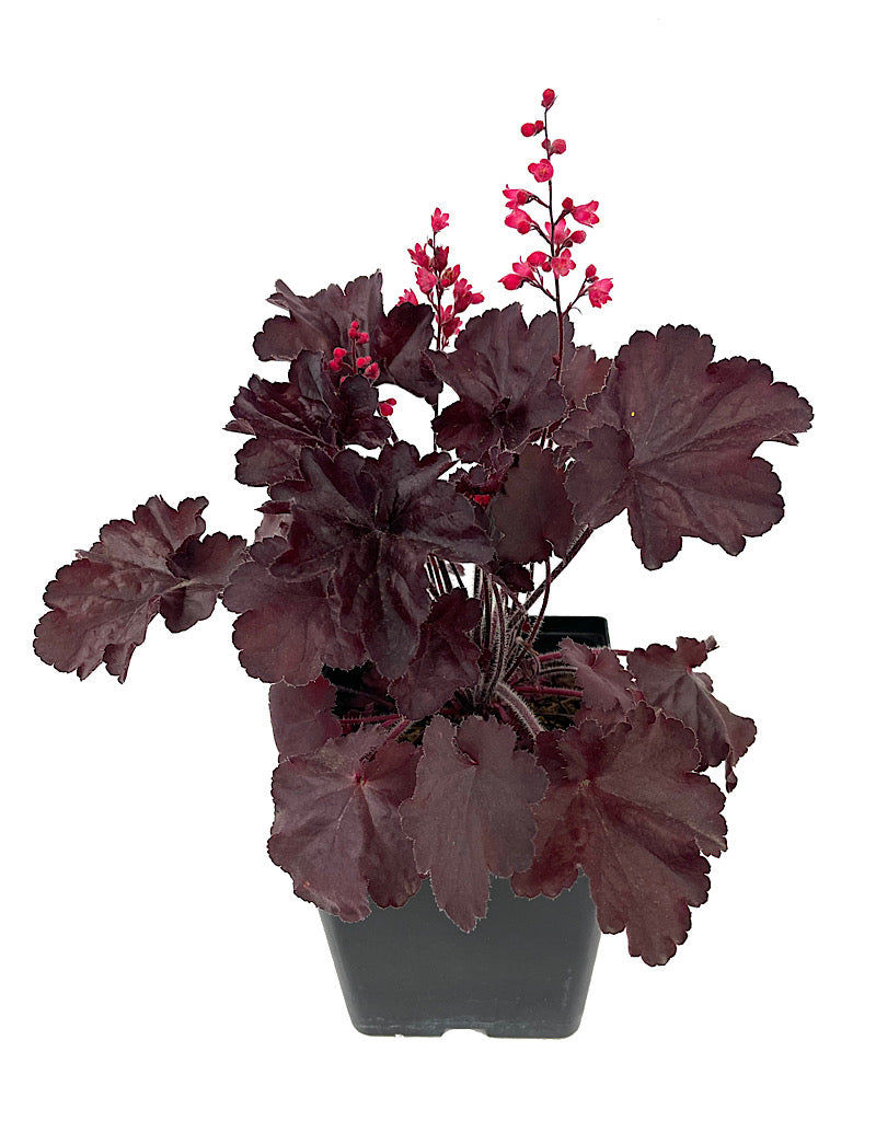 Heuchera 'Black Forest Cake'
