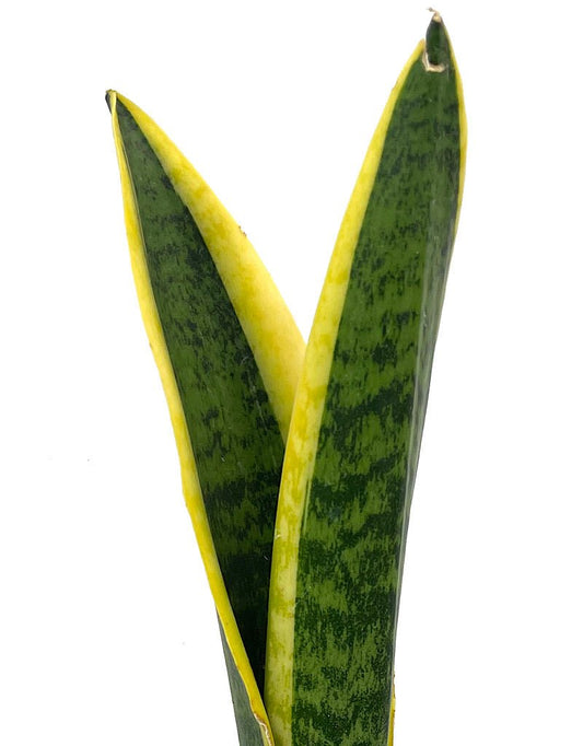 Sansevieria trifasciata 'Laurentii' - The Garden Corner