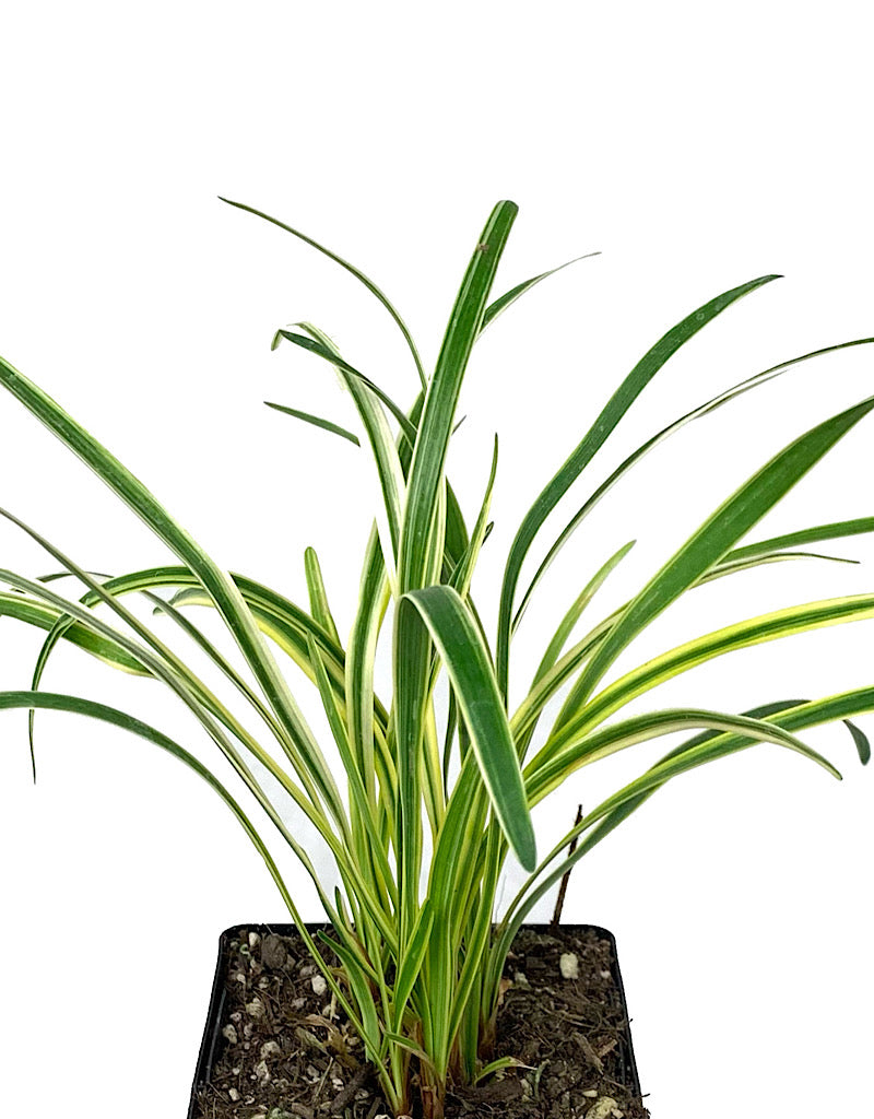 Liriope muscari 'Silvery Sunproof'