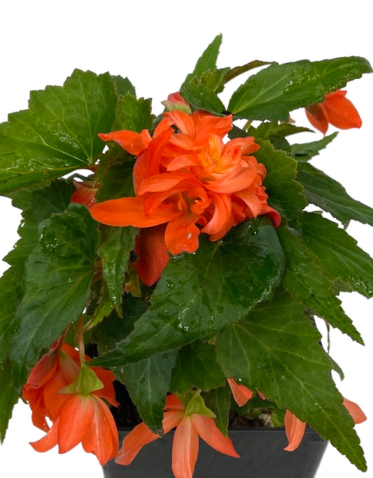 Begonia 'Mistral Double Orange'