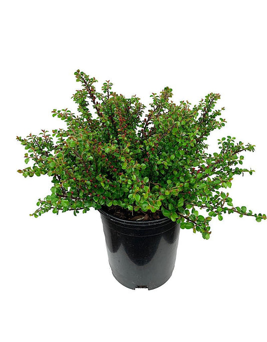 Cotoneaster apiculatus 'Tom Thumb' 1 Gallon - The Garden Corner