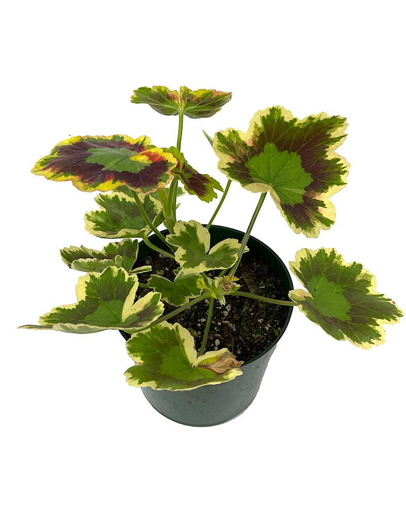 Geranium Fancy Leaf 'Mrs. Pollock' - Annuals