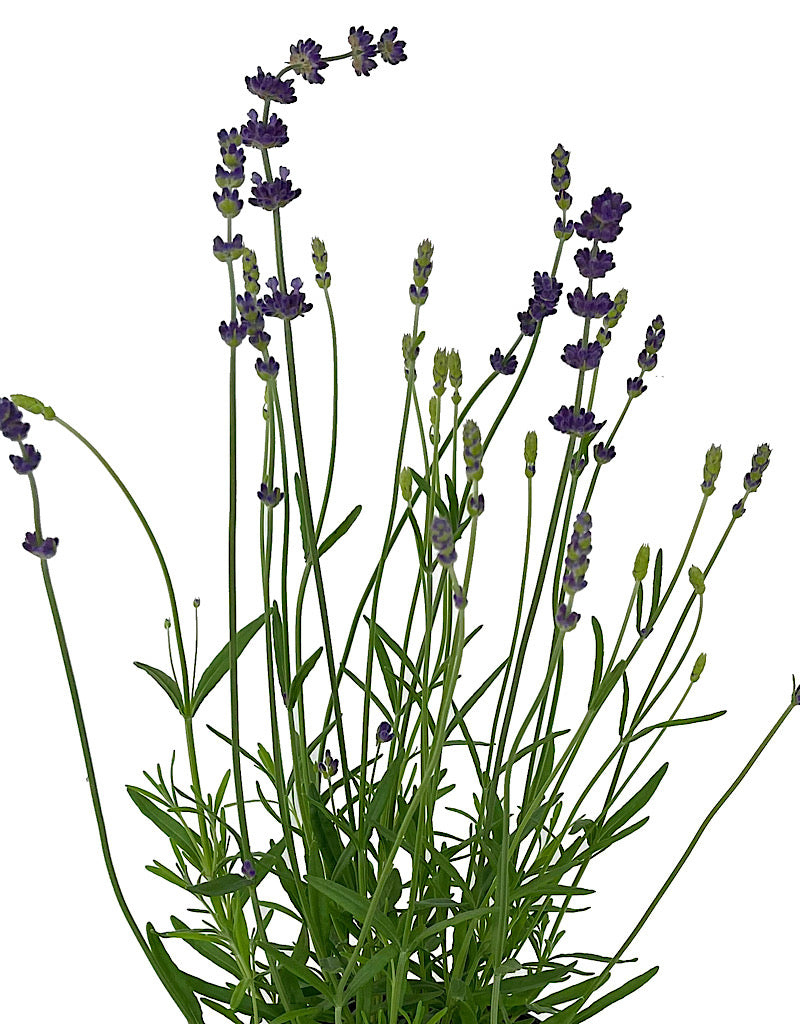 Lavandula angustifolia  'Hidcote Blue'