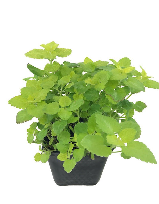 Lamium Maculatum 'Aurea' - 4 inch - The Garden Corner