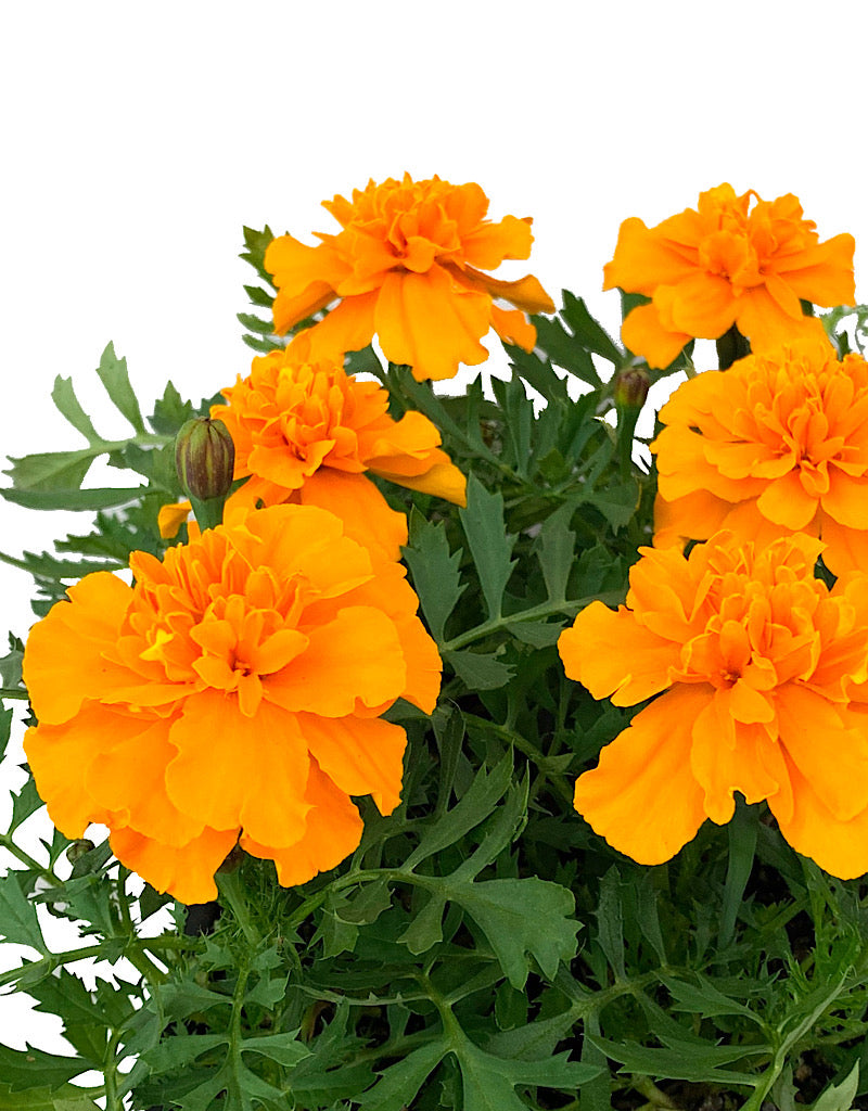 Marigold 'Bonanza Orange' Jumbo Traypack