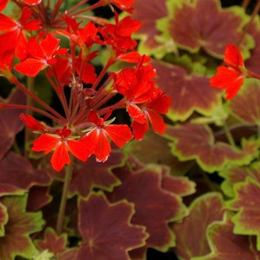 Geranium Fancy Leaf 'Vancouver Centennial' - Annuals