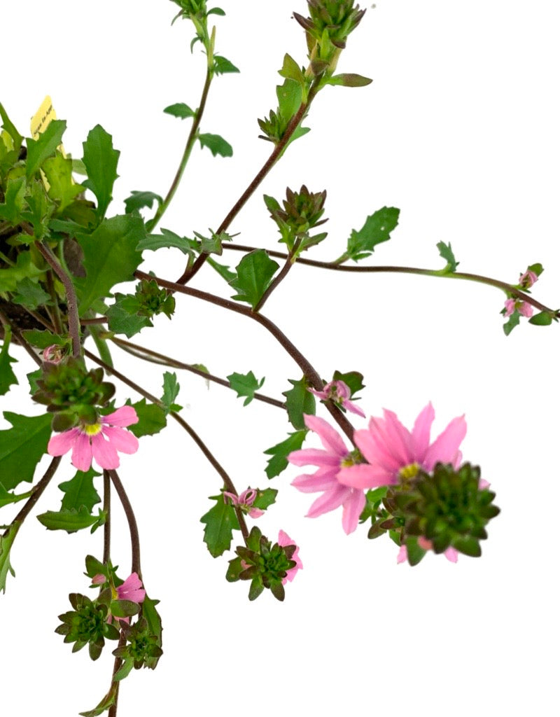 Scaevola 'Topaz Pink'
