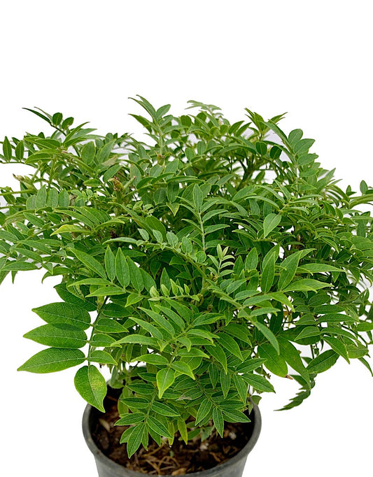 Millettia j. 'Hime Fuji' Bonsai  4 inch