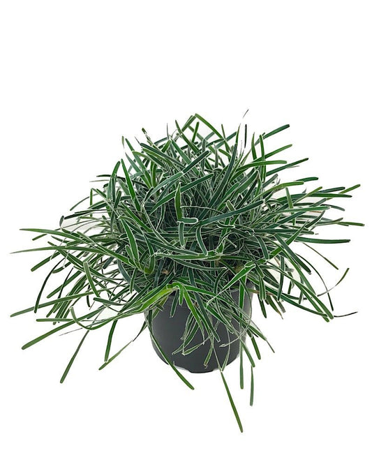 Ficinia truncata 'Ice Crystal' - The Garden Corner