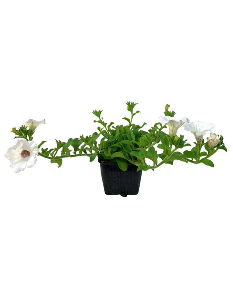 Petunia 'Surfinia New White Imp.'