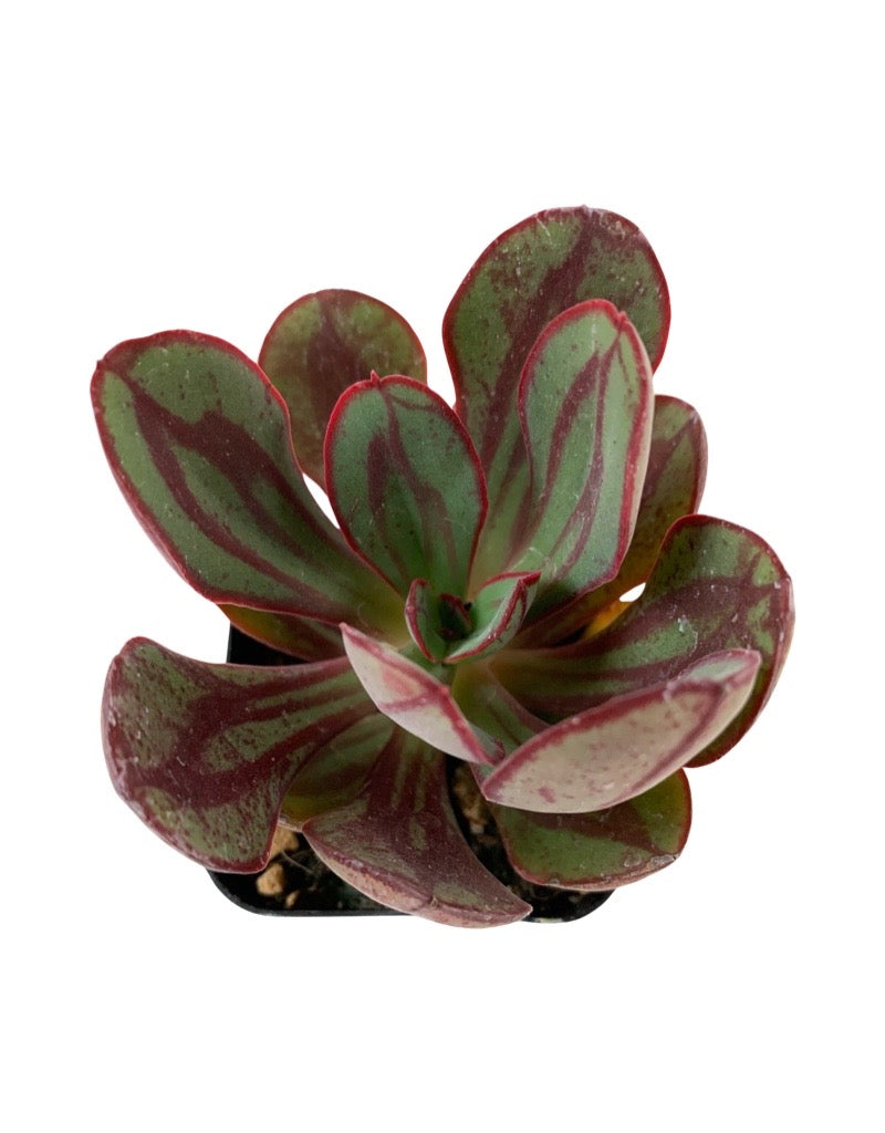 Echeveria nodulosa 'Painted Echeveria'