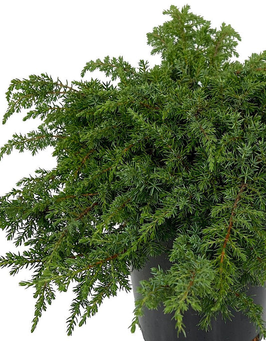 Juniperus c. 'Green Carpet' 1 Gallon - The Garden Corner