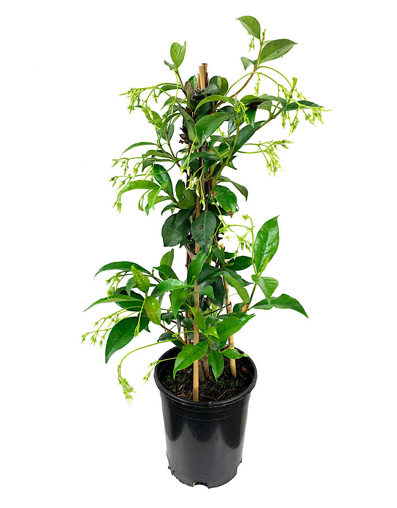 Trachelospermum jasminoides