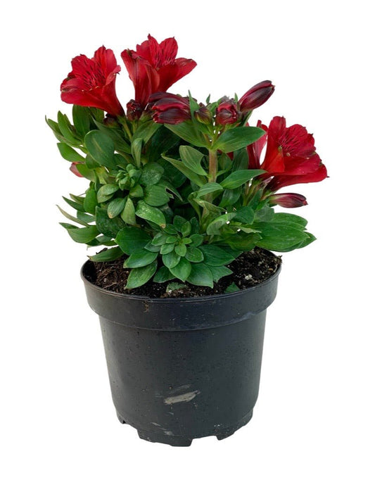 Alstroemeria 'Inca Bandit' - The Garden Corner
