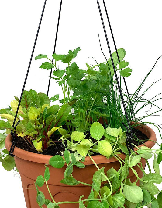 Edible Hanging Garden 2 - The Garden Corner