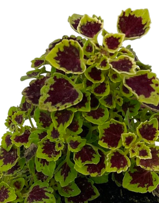 Coleus 'Great Falls Angel'
