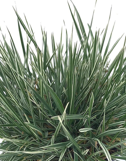 Arrhenatherum elatius bulbosum 'Variegatum' 1 Gallon - The Garden Corner