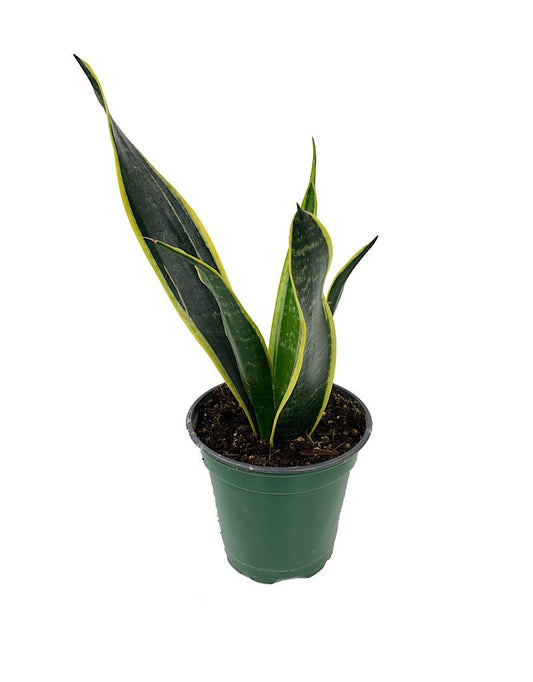 Sansevieria 'Variegated' - The Garden Corner