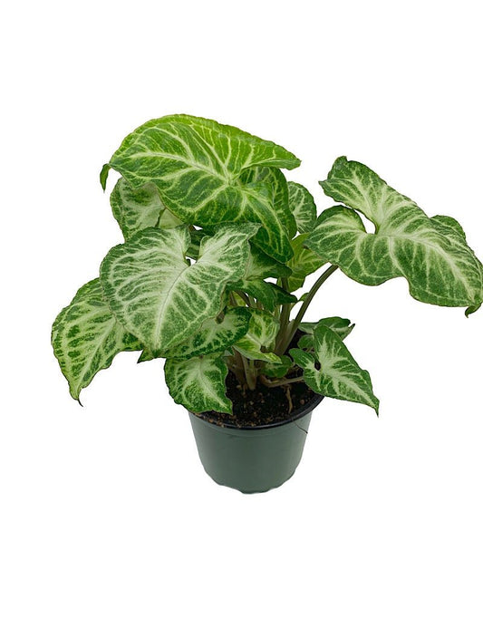 Syngonium podophyllum 'Glo Go' 4 inch - The Garden Corner