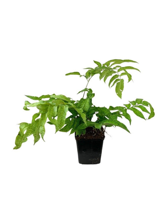 Coniogramme emeiensis 'Golden Zebra' - The Garden Corner