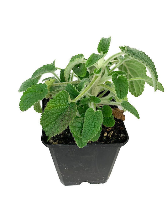 Stachys 'Hidalgo' 4 inch - The Garden Corner