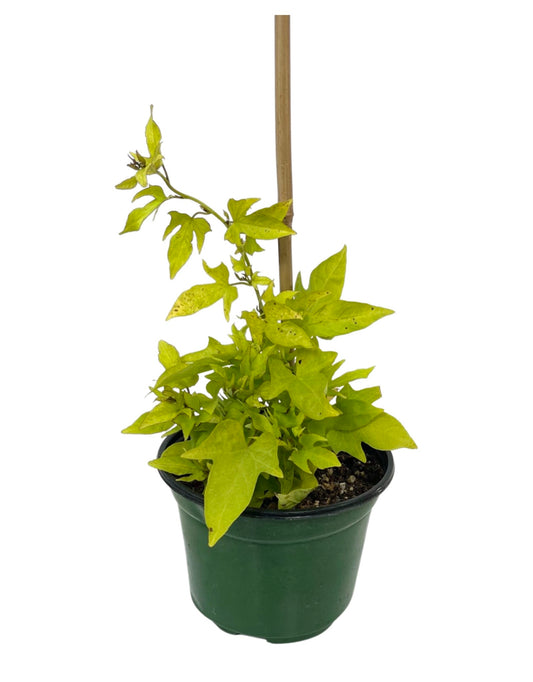 Ipomoea 'Solar Tower Lime 6 Inch - The Garden Corner