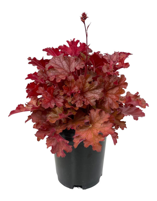 Heuchera 'Ruby Tuesday' - The Garden Corner