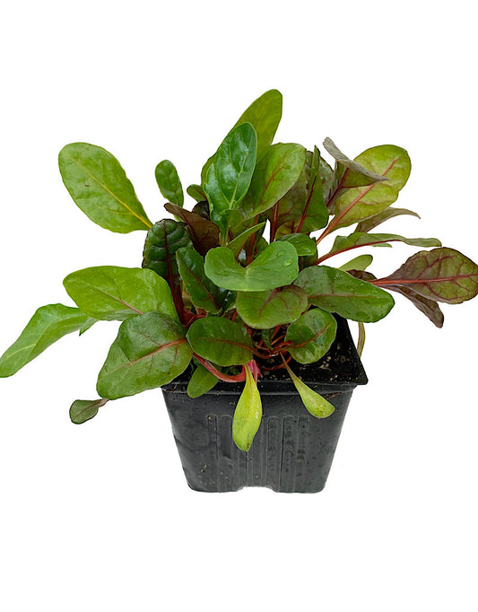Swiss Chard 'Bright Lights'