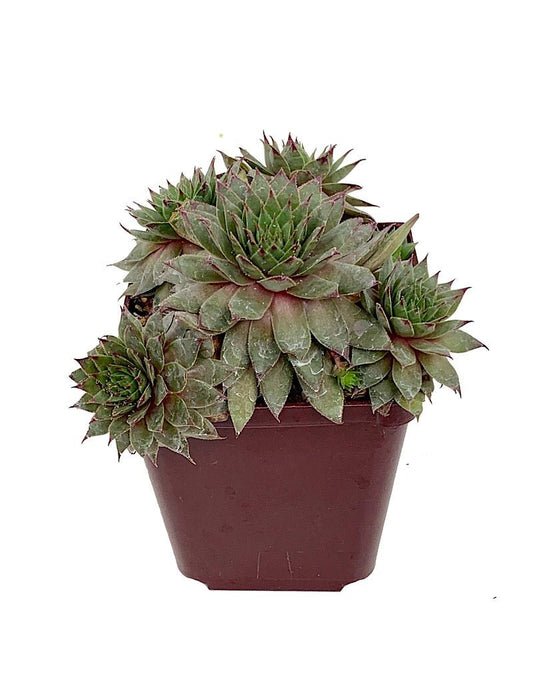 Sempervivum 'Twilight Blue' 4 inch - The Garden Corner
