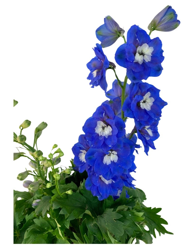 Delphinium elatum 'Aurora Blue'