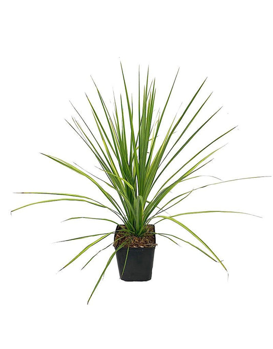 Cordyline 'Jive' 1 gal - The Garden Corner