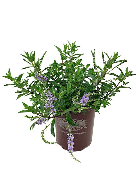 Hebe 'Blue Mist' - The Garden Corner