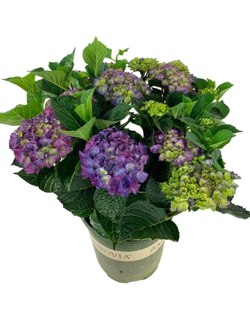 Hydrangea macrophylla 'Seaside Serenade Newport'