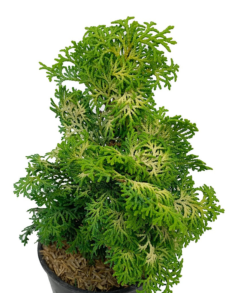 Chamaecyparis obtusa 'Melody'  4 Inch