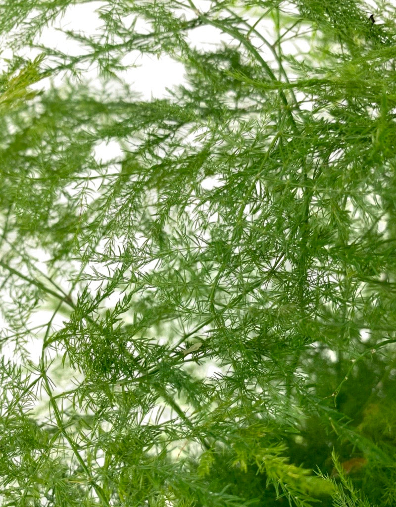 Asparagus plumosus
