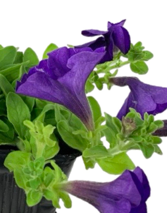 Petunia 'Surfinia Giant Blue'
