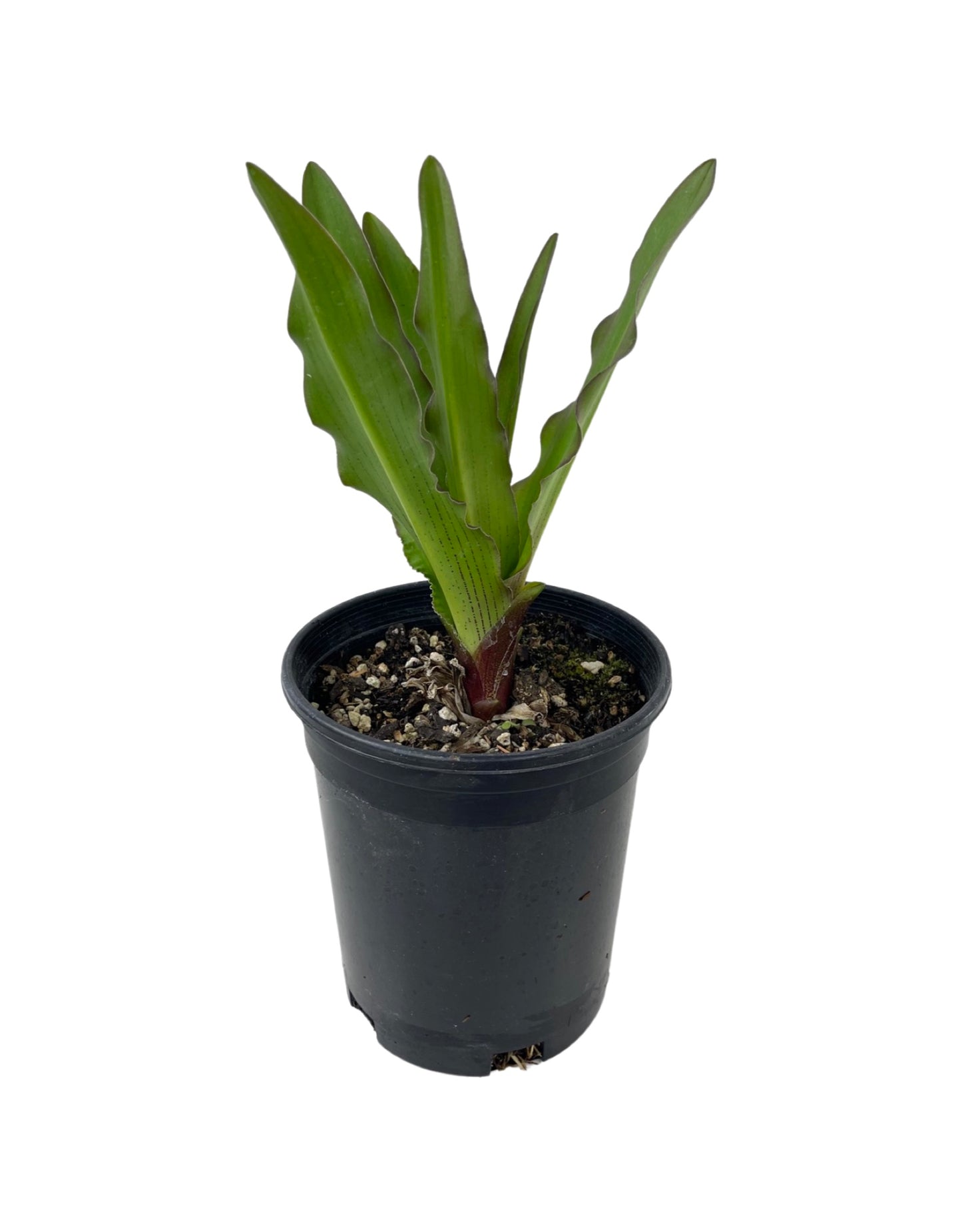 Eucomis comosa 'Reuben'