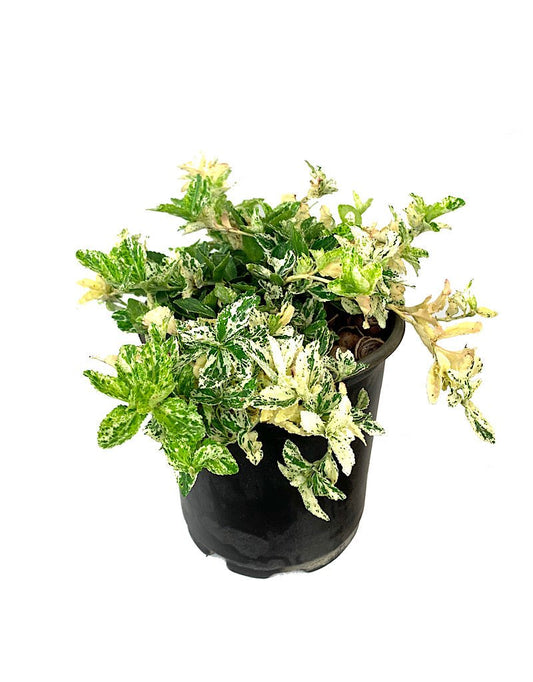 Euonymus 'Harliquin' 1 Gallon - The Garden Corner