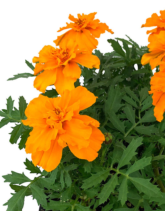 Marigold 'Safari Tangerine'  Jumbo Traypack
