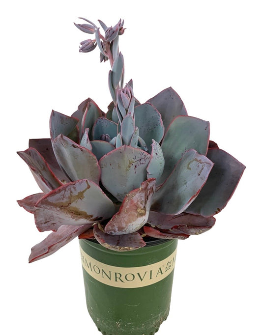 Echeveria 'Afterglow'