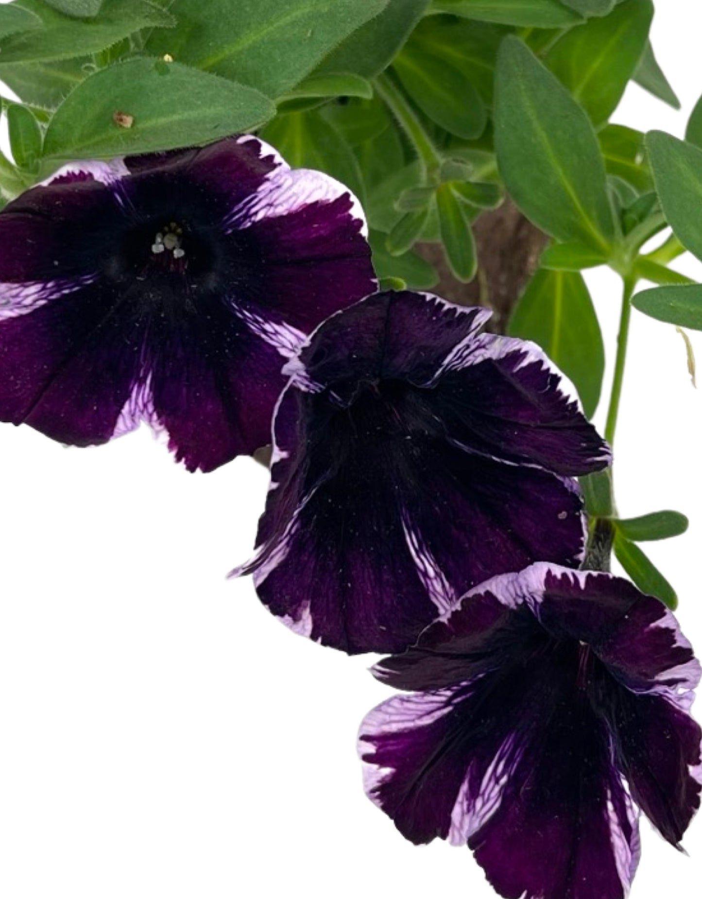 Petunia 'Sweetunia Miss Marvelous'