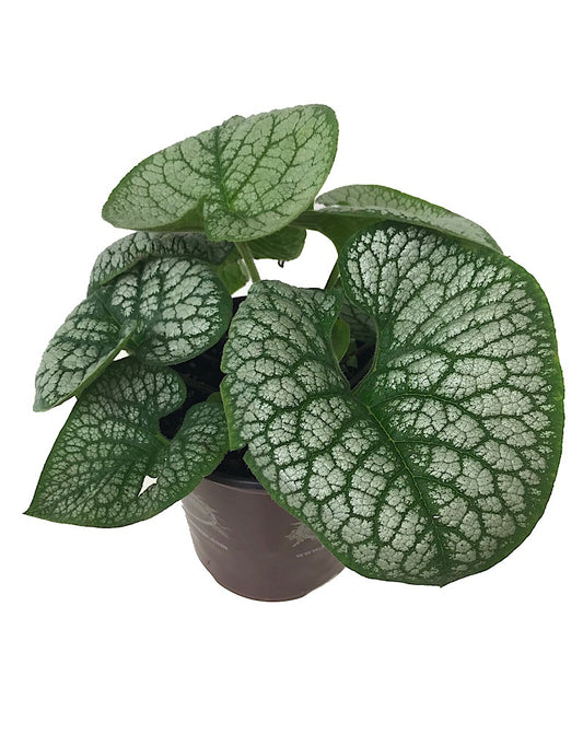 Brunnera macrophylla 'Sea Heart'