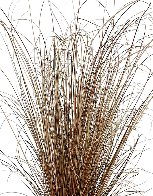 Carex 'Red Rooster'